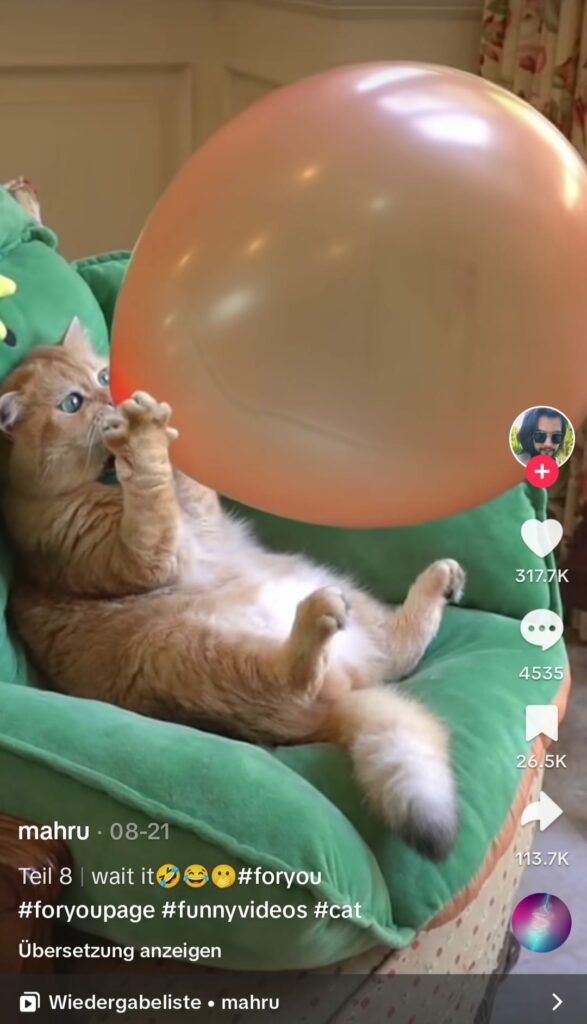 Katze die Balon aufblässt in TikTok Video als Idee